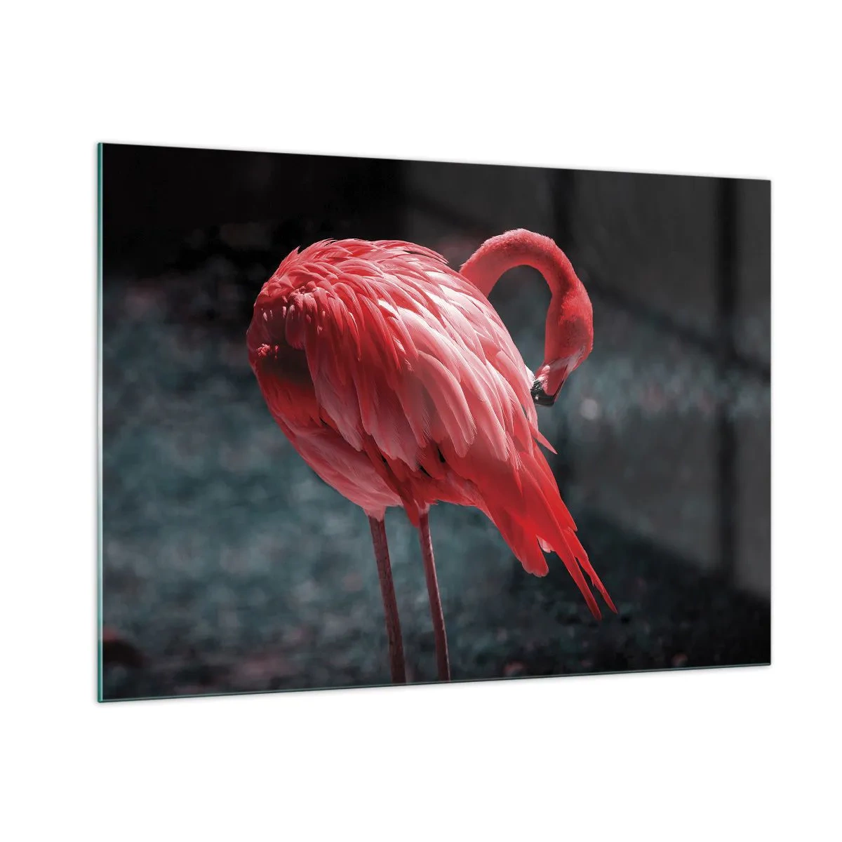 Impression sur verre - Image sur verre - Un flamant rose aux nuances intenses de rouge sur fond sombre - 100x70cm - Poème cramoisi de la nature - Décoration murale moderne pour le salon et la chambre ARTTOR
