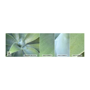 Échantillon de Papier Peint Autocollant Deluxe Sticker - La naissance de la verdure - Succulent, Agave, Botanique - 100x30 cm