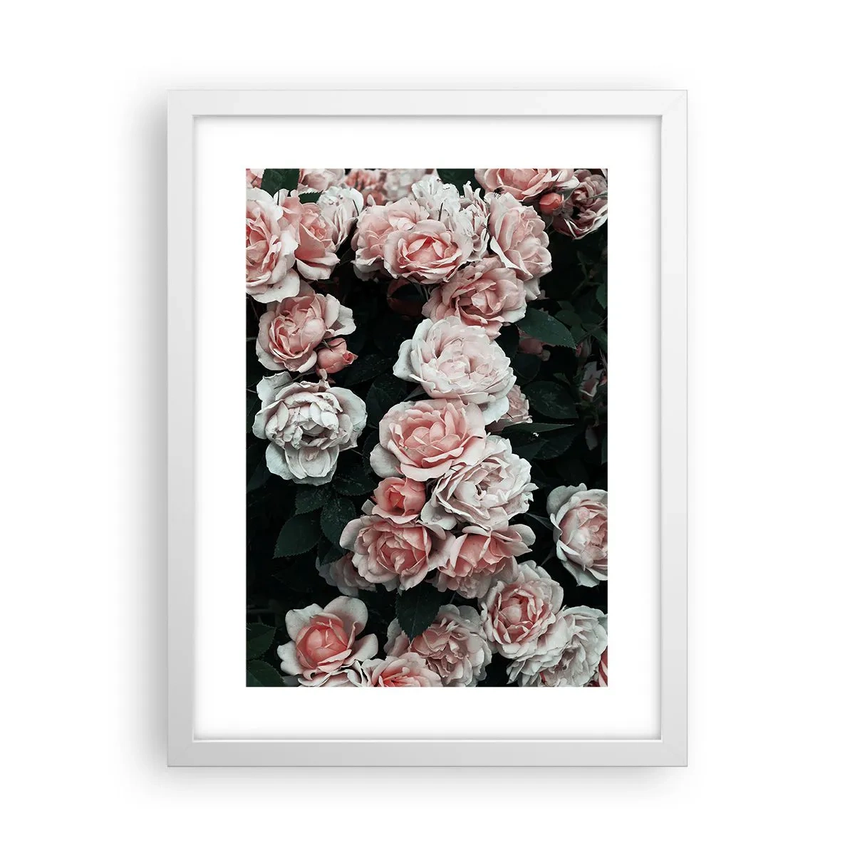 Affiche dans un cadre blanc - Poster - Ensemble de rose - 30x40 cm