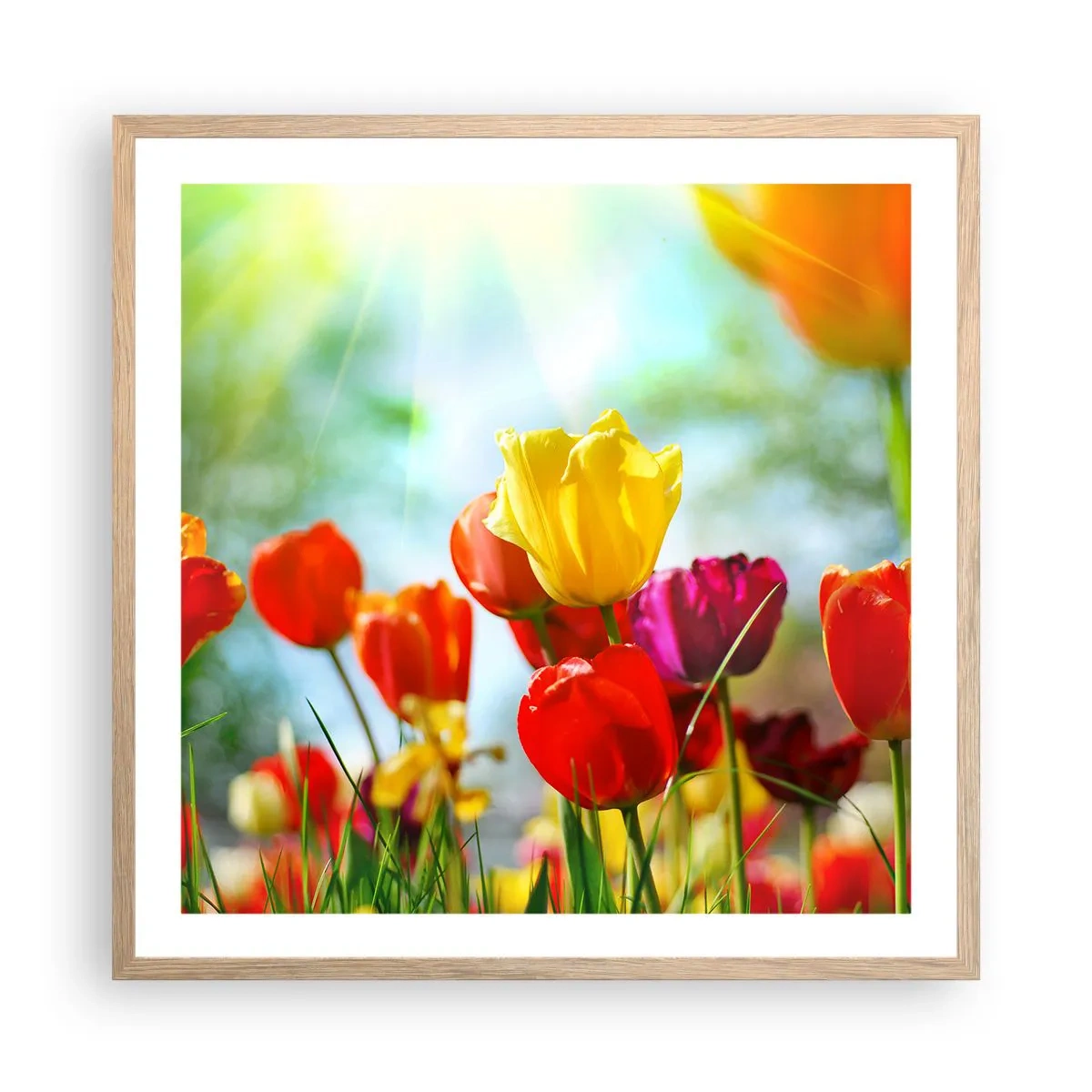 Affiche dans un chêne clair - Poster - Toutes les couleurs du soleil - 60x60 cm