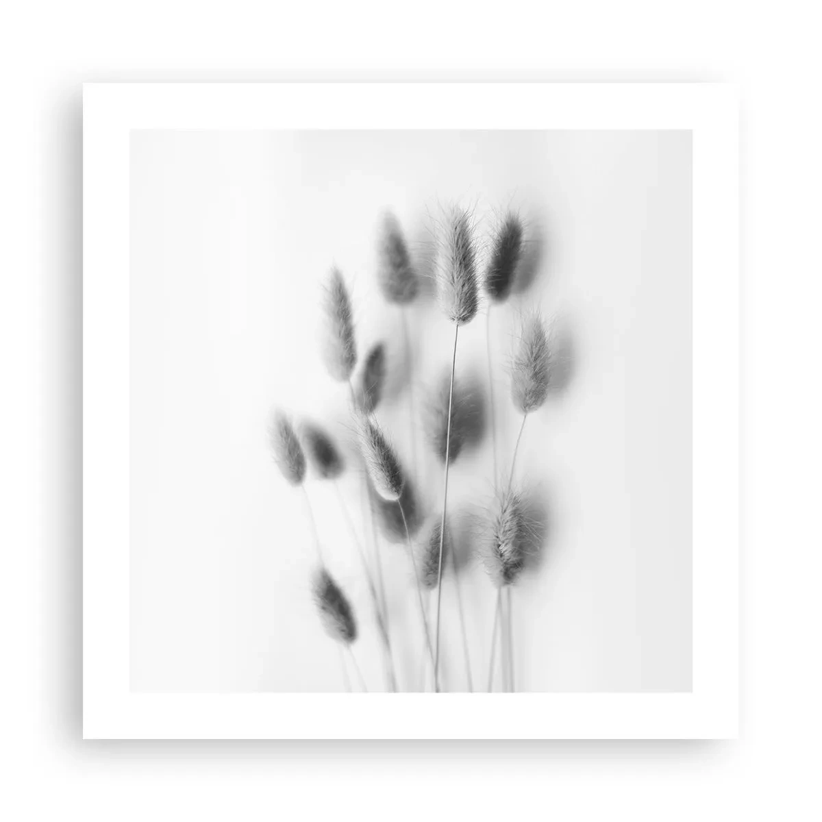 Affiche - Poster - Son herbe duveteuse - 50x50 cm