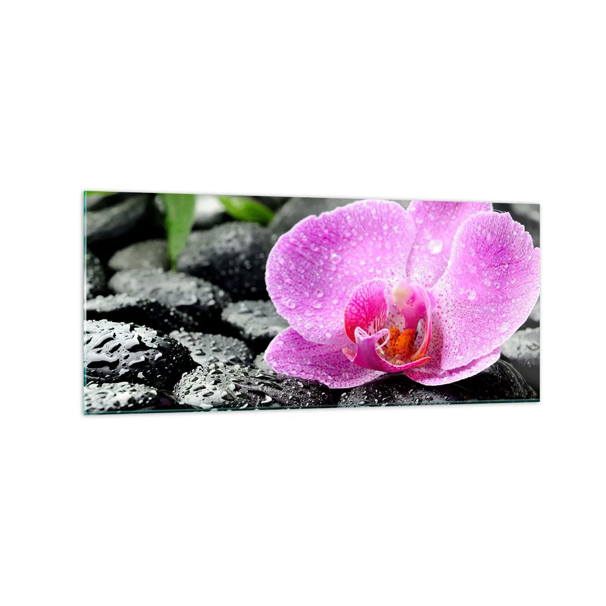 Impression sur verre - Image sur verre - Orchidée rose sur des pierres noires humides avec des feuilles vertes - 120x50cm - Comme un coeur ouvert - Décoration murale moderne pour le salon et la chambre ARTTOR