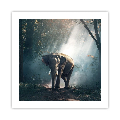 Affiche - Poster - Une balade tranquille - 50x50 cm