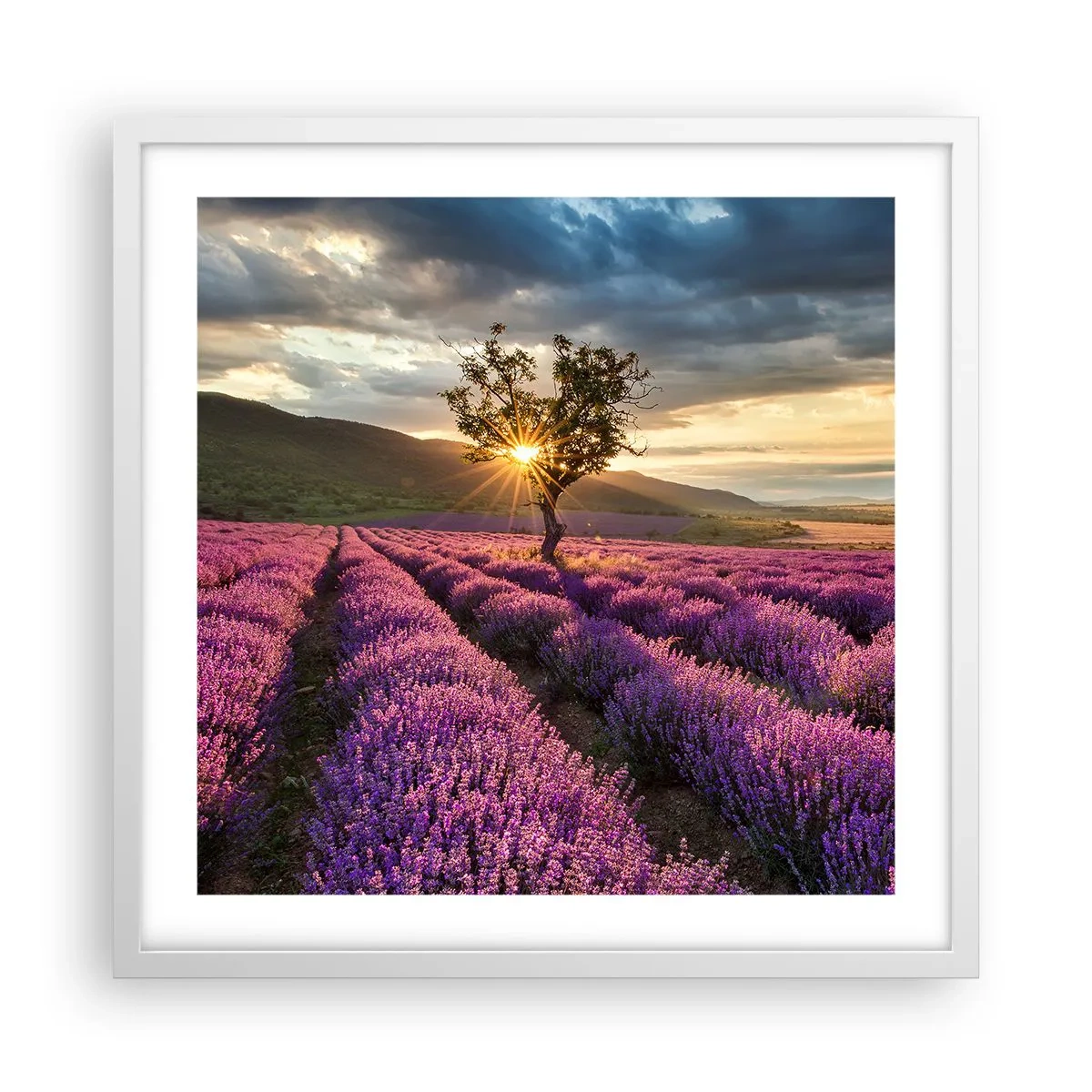 Affiche dans un cadre blanc - Poster - Arôme de couleur lilas - 50x50 cm