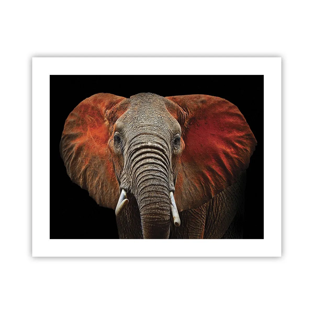 Affiche - Poster - Je suis sauvage, et toi? - 50x40 cm