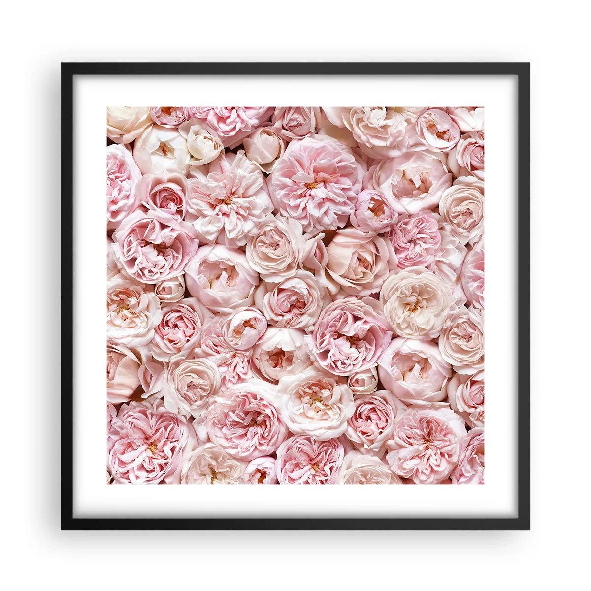 Affiche dans un cadre noir - Poster - Un lit de roses - 50x50 cm