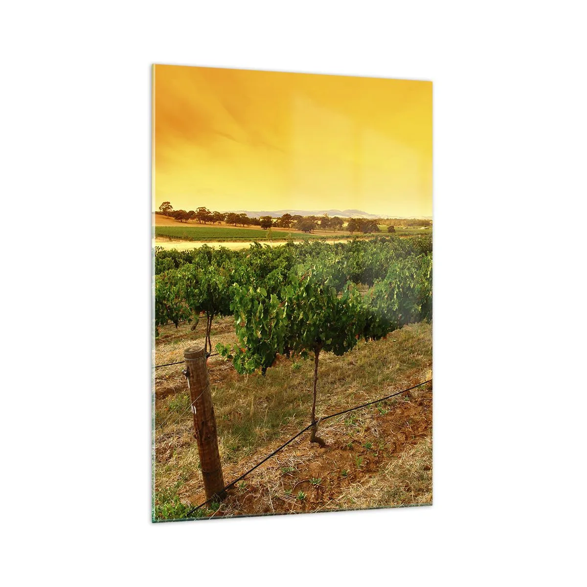 Impression sur verre - Image sur verre - Vignes dans une plantation au coucher du soleil doré - 70x100cm - S'abreuver du soleil - Décoration murale moderne pour le salon et la chambre ARTTOR