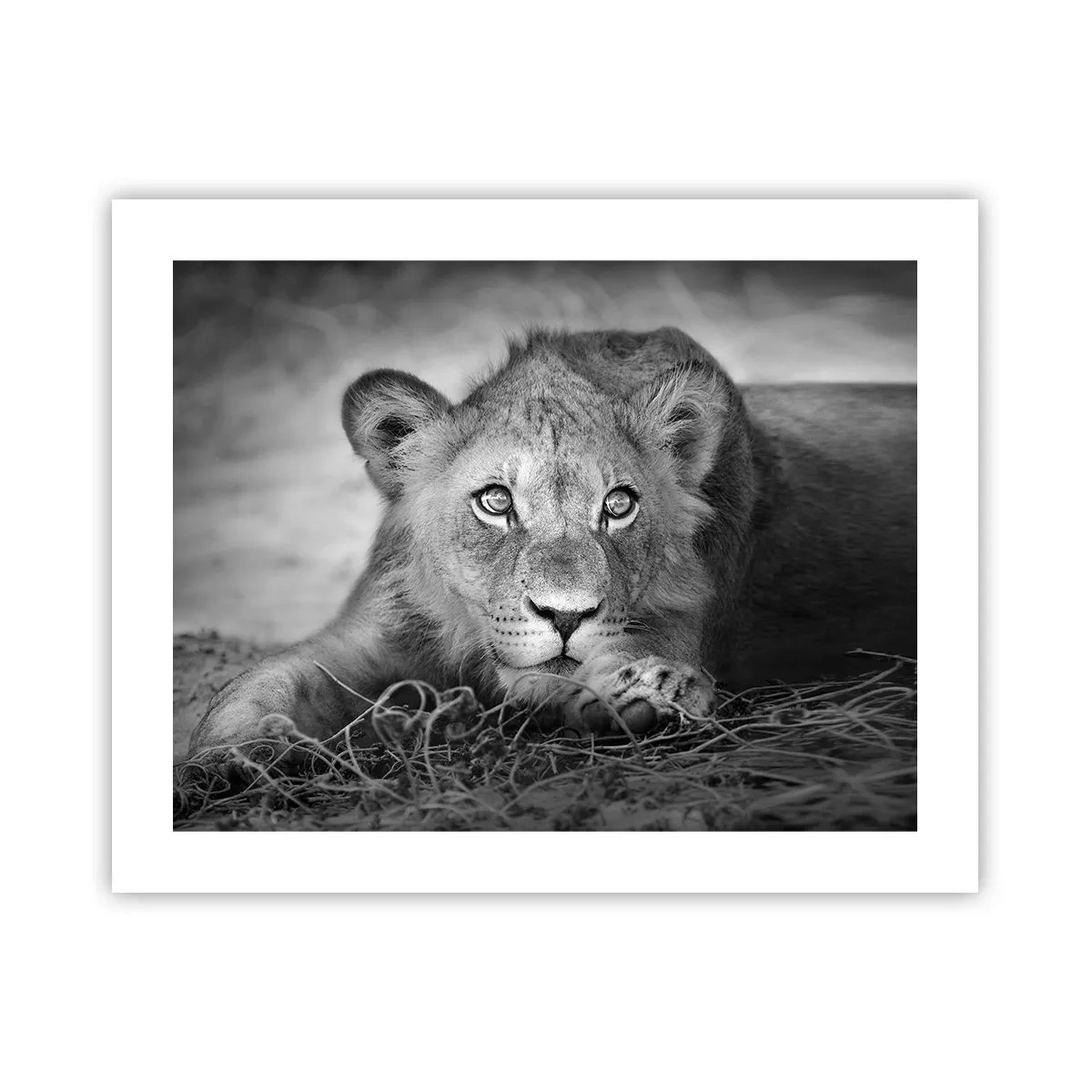 Affiche - Poster - Chiot royal - 50x40 cm