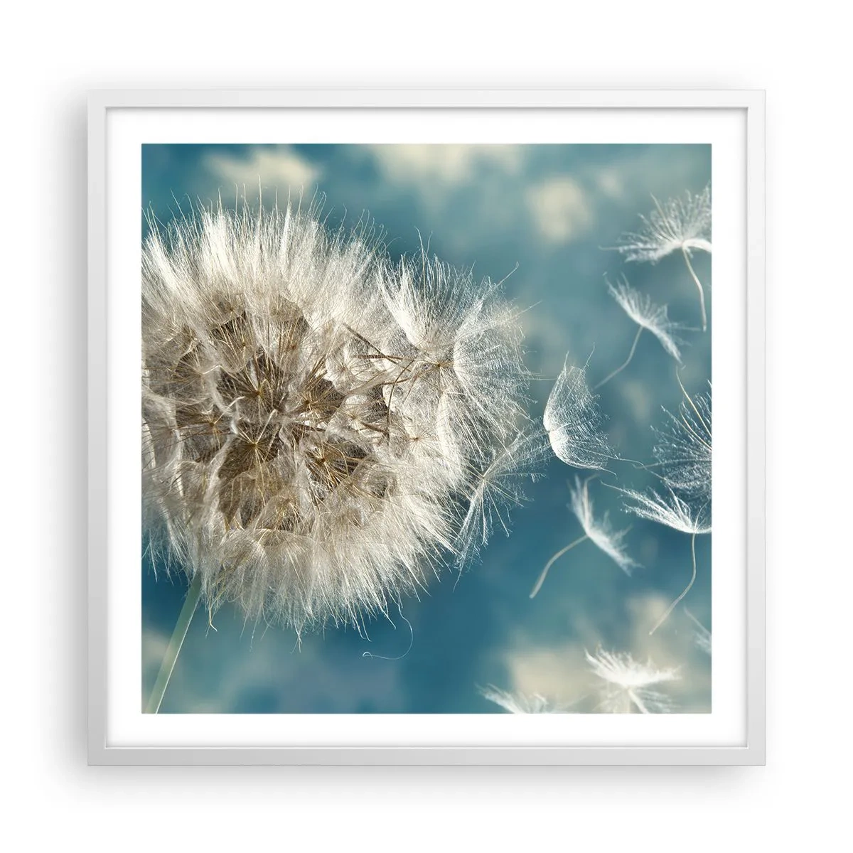 Affiche dans un cadre blanc - Poster - souffle d'ange - 60x60 cm