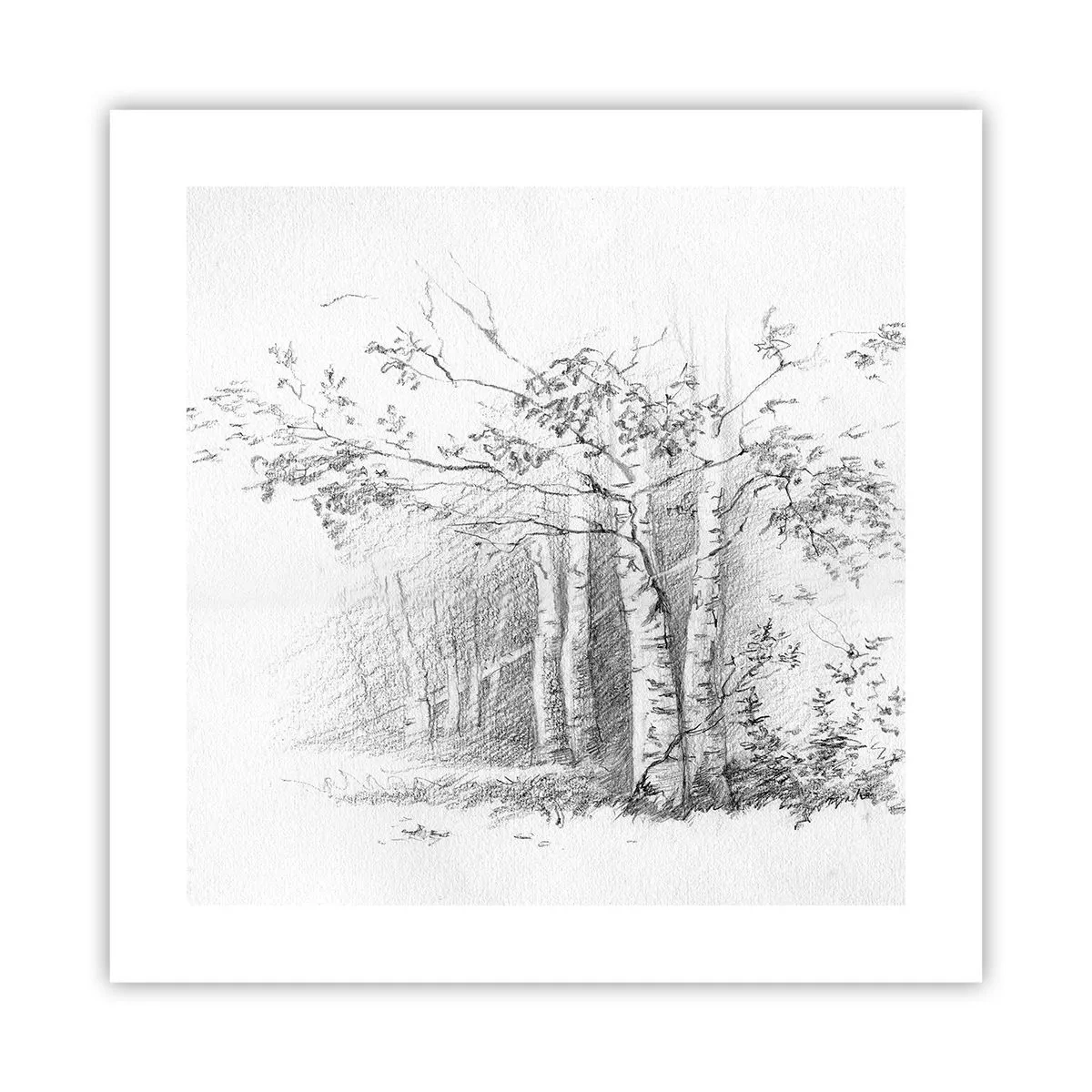 Affiche - Poster - Lumière d'une forêt de bouleaux - 40x40 cm