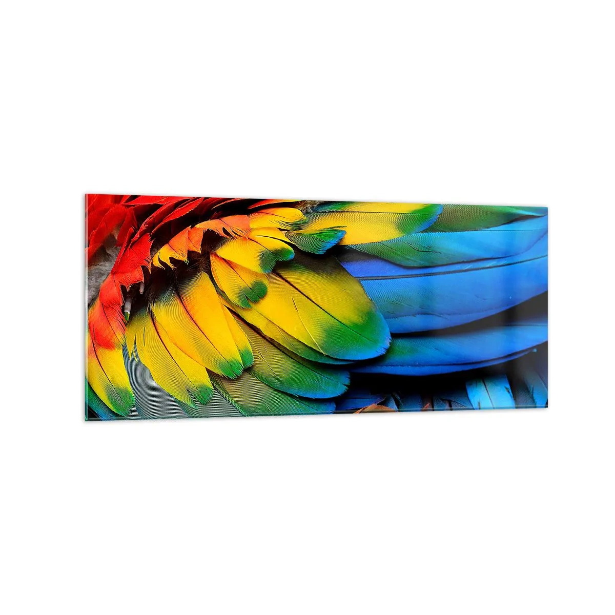 Impression sur verre - Image sur verre - Gros plan des plumes colorées d'un perroquet - 120x50cm - Oiseau de paradis - Décoration murale moderne pour le salon et la chambre ARTTOR