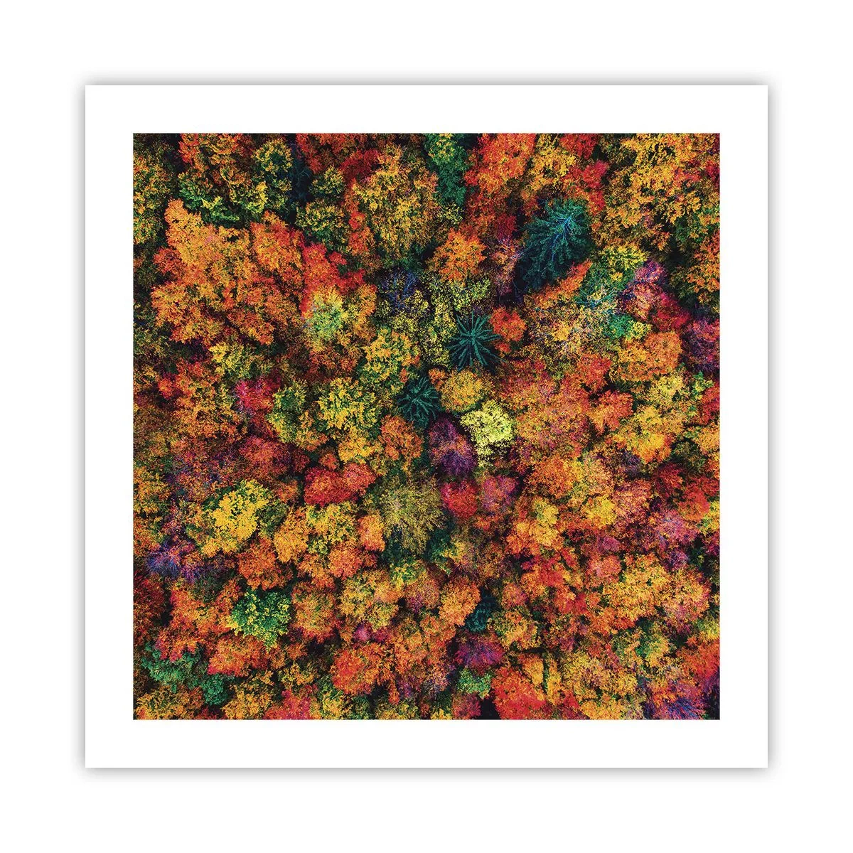 Affiche - Poster - Bouquet d'arbres automnal - 50x50 cm