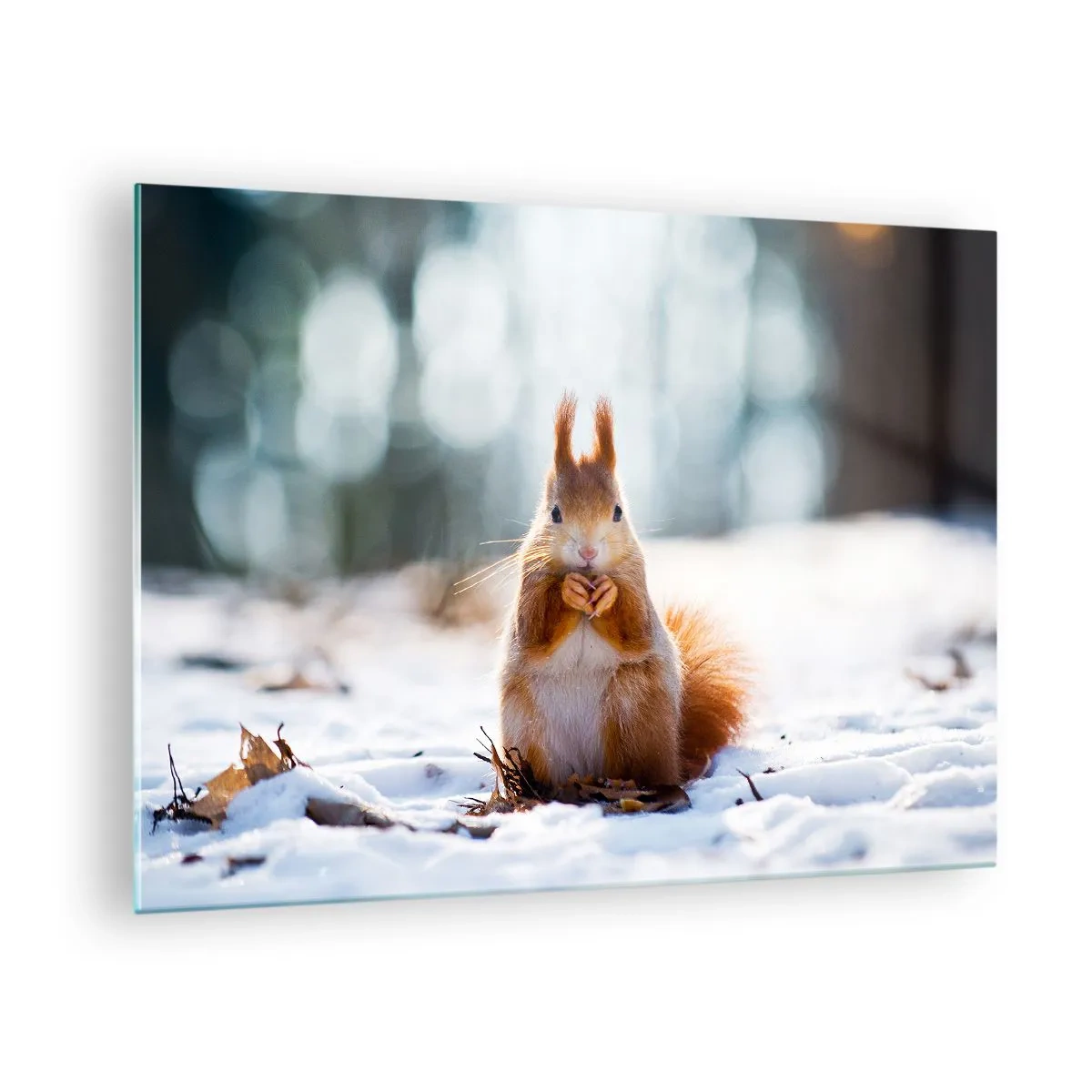 Impression sur verre - Image sur verre - Écureuil dans la neige avec une noix dans la forêt d'hiver - 70x50cm - Qu'est ce que tu regardes comme ça? - Décoration murale moderne pour le salon et la chambre ARTTOR
