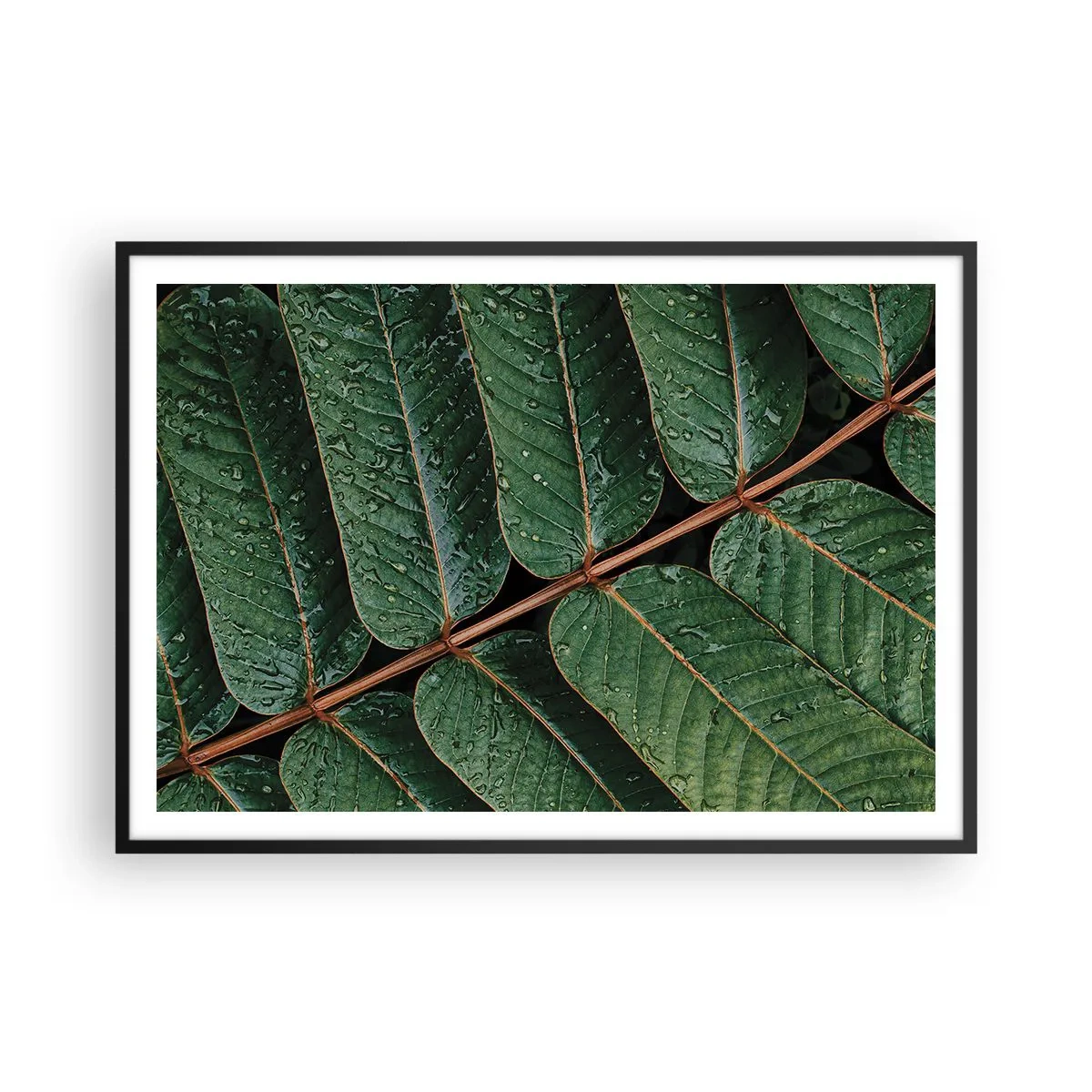 Affiche dans un cadre noir - Poster - Macro shot de feuilles vertes avec des gouttes de rosée - 100x70cm - Au rythme de la verdure - Décoration murale moderne pour le salon et la chambre ARTTOR