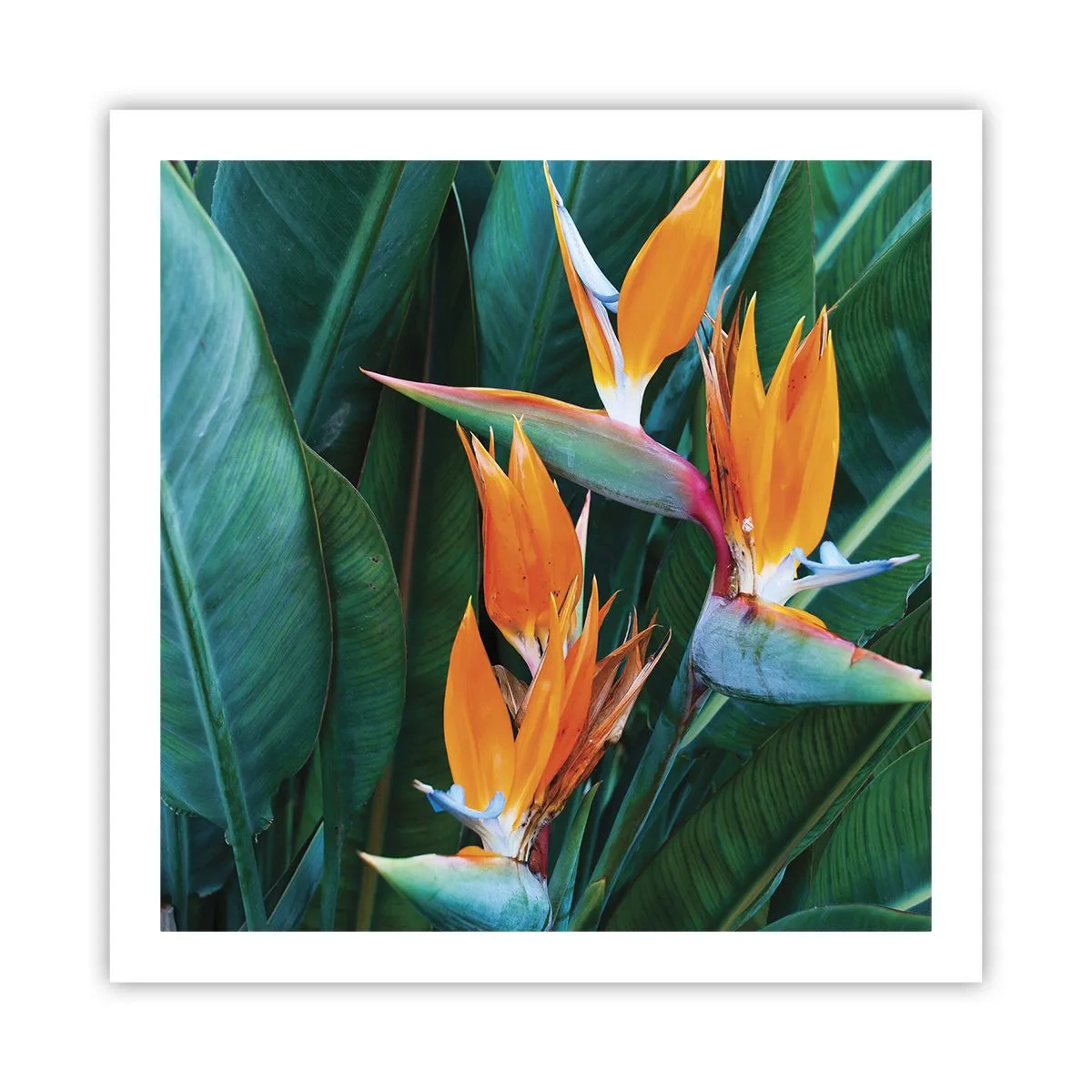 Affiche - Poster - Est-ce une fleur, est-ce un oiseaux? - 60x60 cm