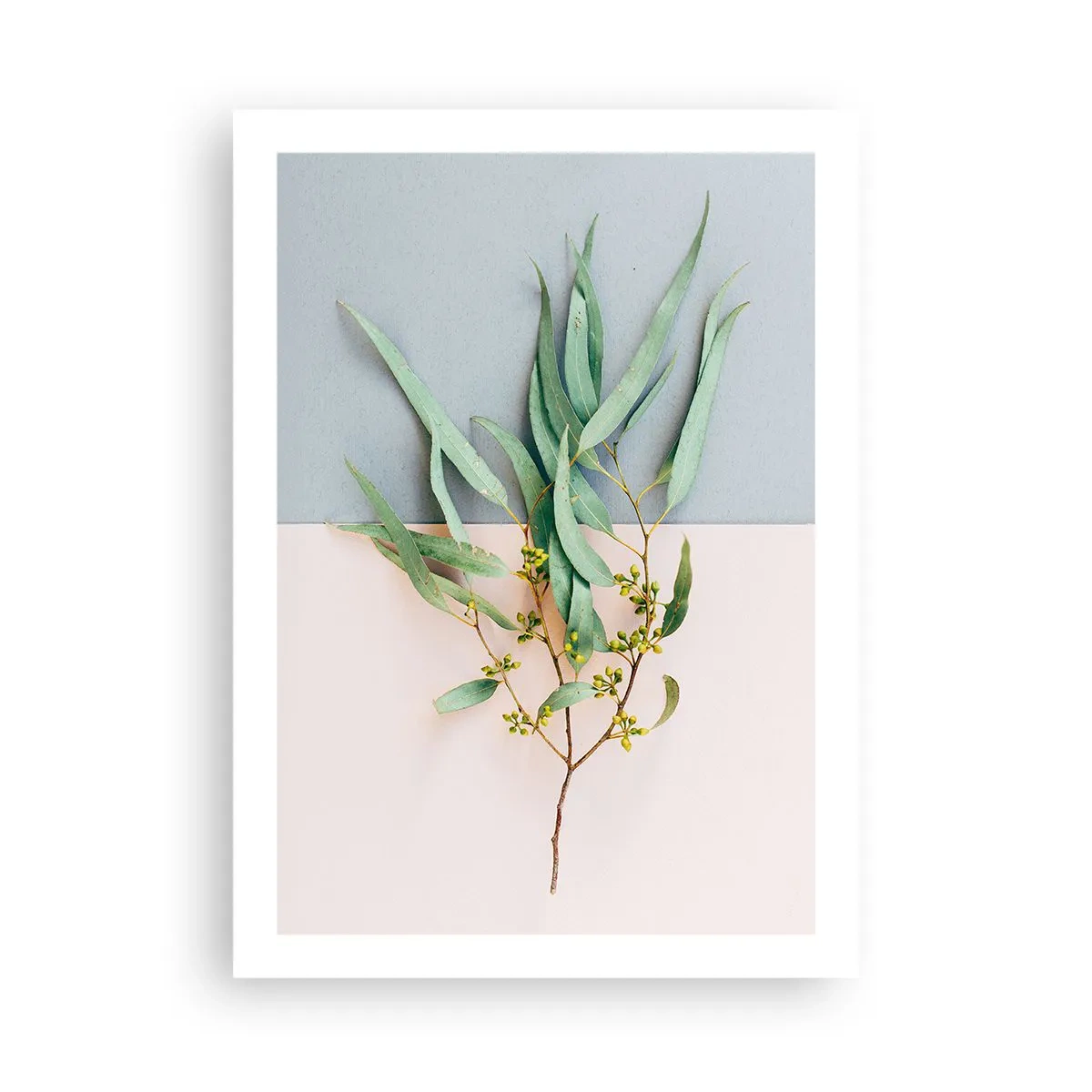 Affiche - Poster - Un brin d'eucalyptus sur fond pastel - 50x70cm - Subtilité pastel - Décoration murale moderne pour le salon et la chambre ARTTOR