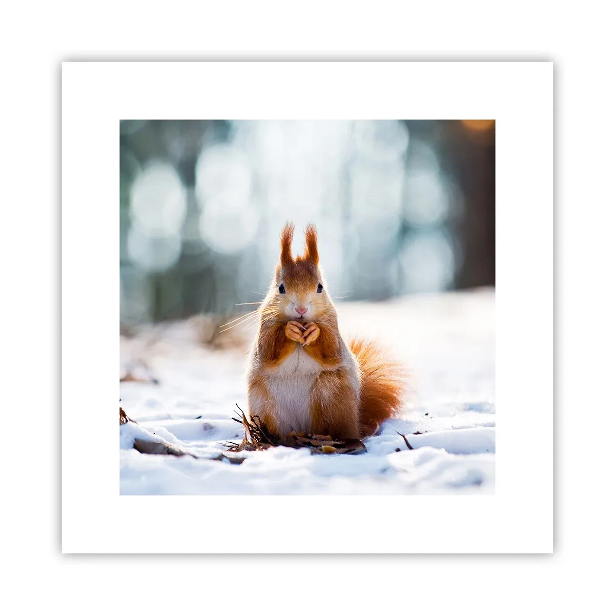 Affiche - Poster - Qu'est ce que tu regardes comme ça? - 30x30 cm