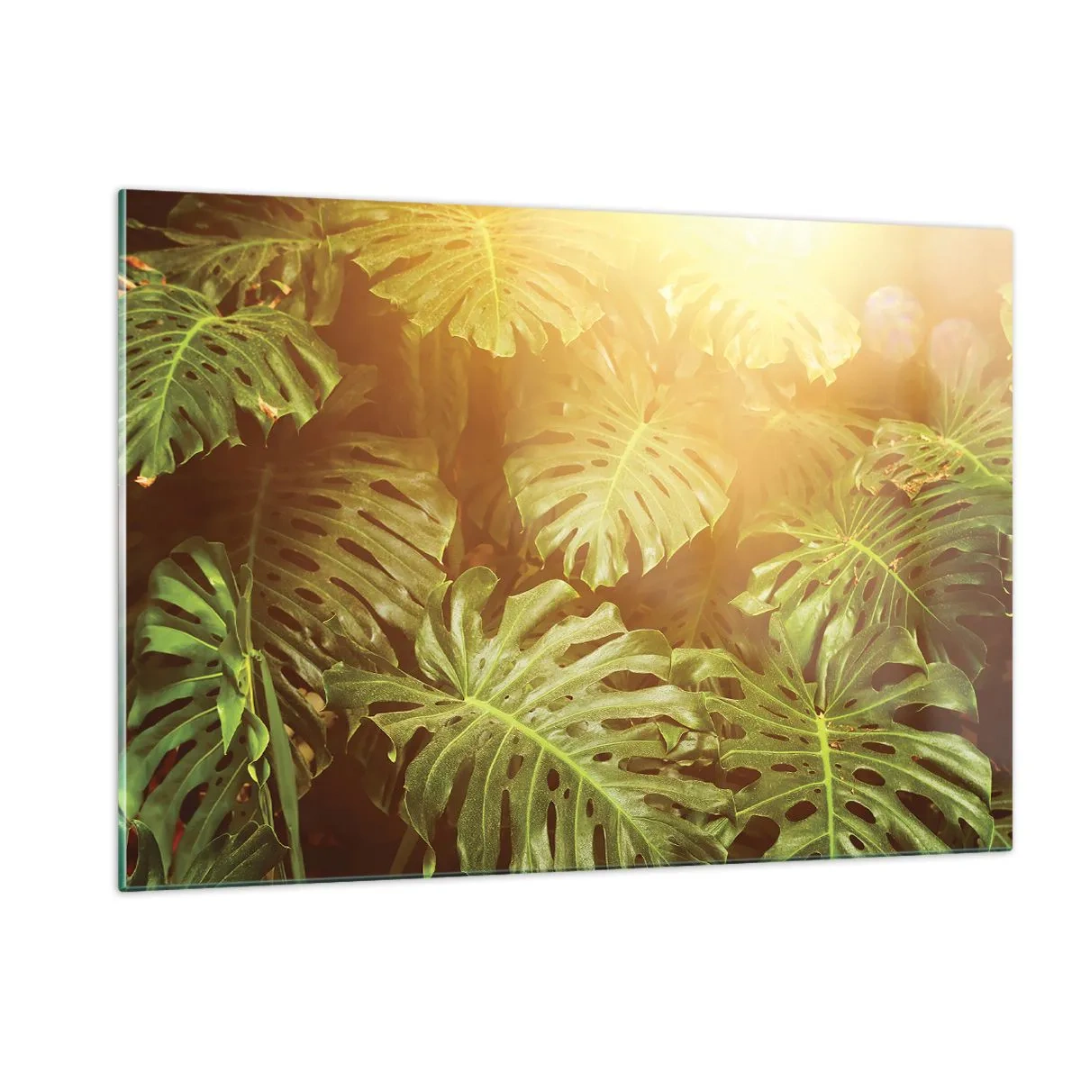 Impression sur verre - Image sur verre - Feuilles de monstera vertes sous la lumière dorée du soleil tropical - 120x80cm - Se fondre dans la verdure - Décoration murale moderne pour le salon et la chambre ARTTOR