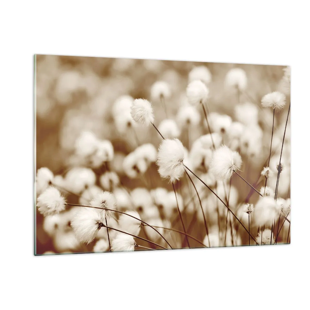 Impression sur verre - Image sur verre - Un champ d'herbe duveteuse aux tons sépia - 120x80cm - Tige moelleuse - Décoration murale moderne pour le salon et la chambre ARTTOR