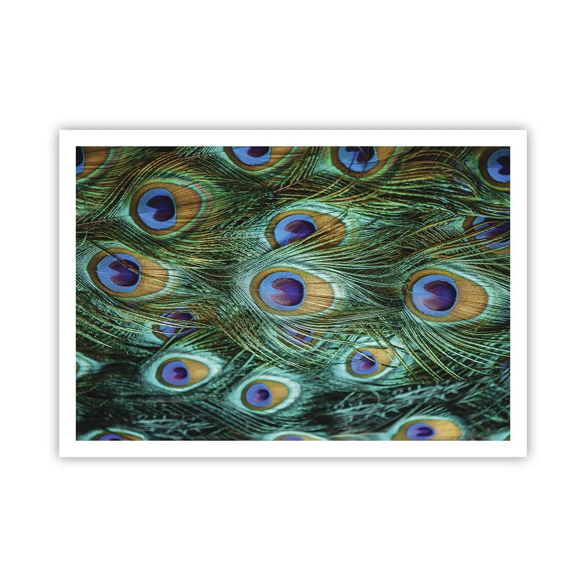 Affiche - Poster - Détails des plumes de paon aux couleurs riches - 100x70cm - Un regard de paon - Décoration murale moderne pour le salon et la chambre ARTTOR