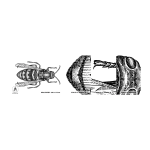 Échantillon De Papier Peint Standard Eco - D'une planète d'insectes - Guêpe, Insecte, Minimaliste - 100x30 cm