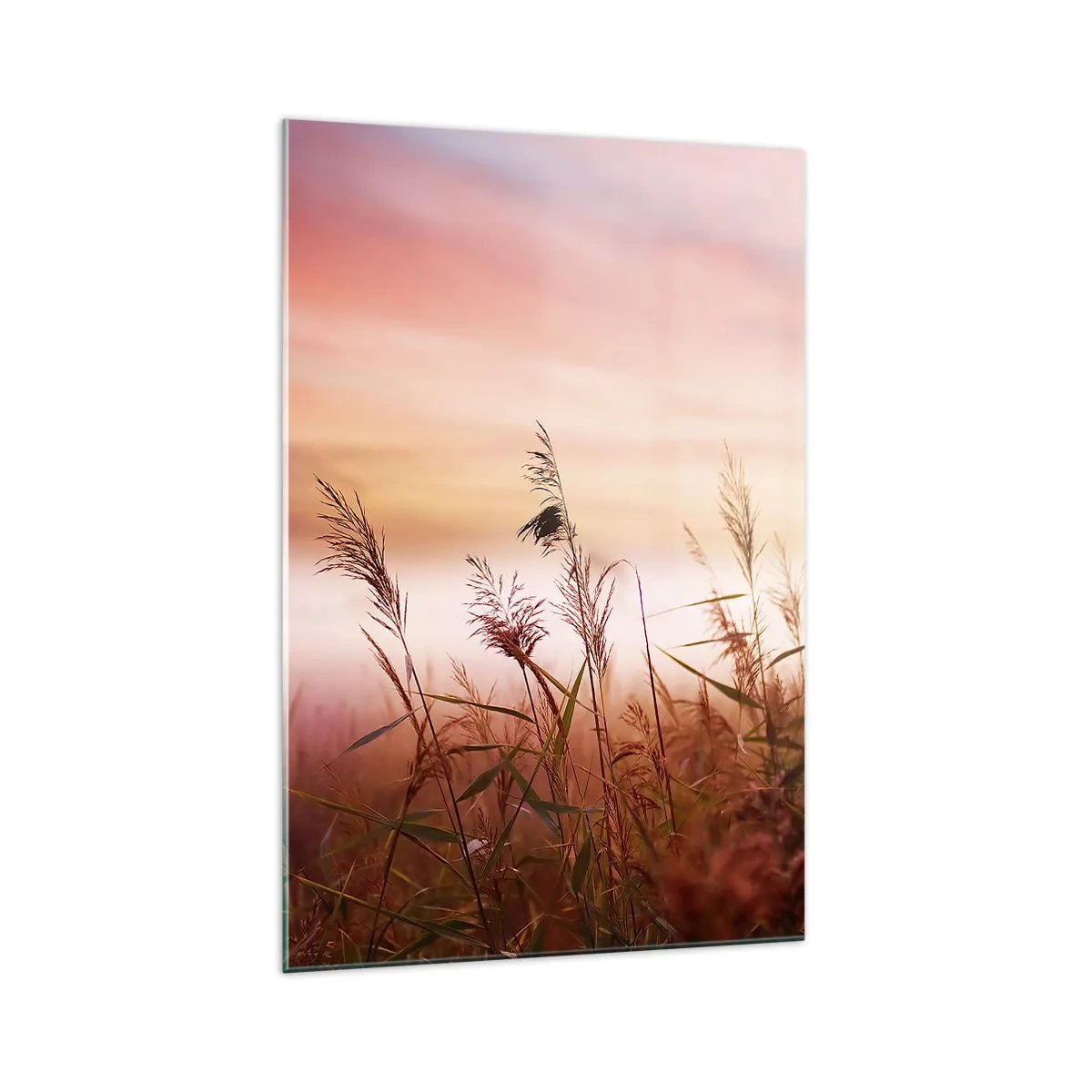 Impression sur verre - Image sur verre - Un champ d'herbe sur fond de coucher de soleil pittoresque - 70x100cm - Cerfs-volants, pissenlits, vent - Décoration murale moderne pour le salon et la chambre ARTTOR