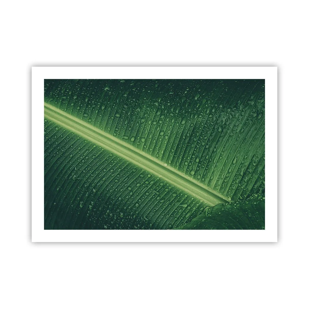 Affiche - Poster - Structure de vert - 70x50 cm