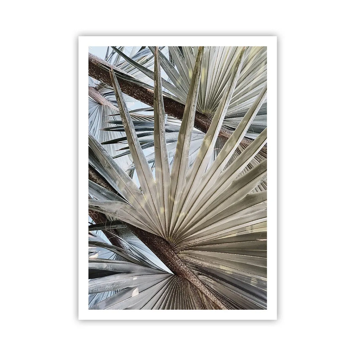 Affiche - Poster - Evantail sous les tropiques - 70x100 cm