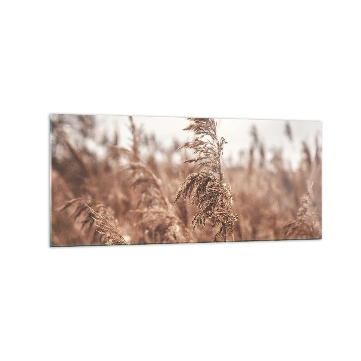 Impression sur verre - Image sur verre - Herbes dorées sur fond de paysage d'automne - 120x50cm - C'est déjà l'automne dans les champs - Décoration murale moderne pour le salon et la chambre ARTTOR