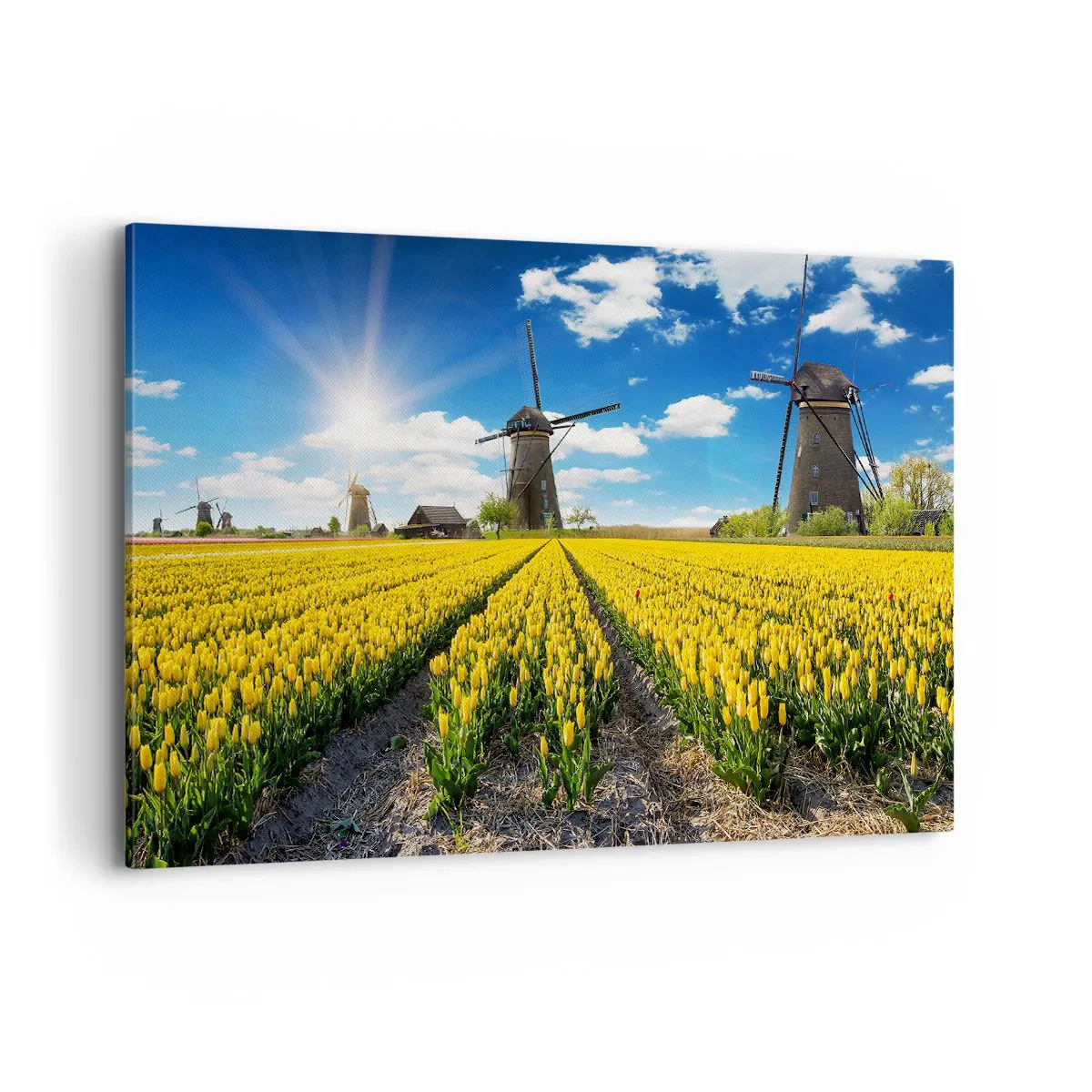 Impression sur toile - Image sur toile - Un champ de tulipes jaunes avec des moulins à vent à l'horizon - 120x80cm - Ça ne pourrait pas être plus hollandais - Décoration murale moderne pour le salon et la chambre ARTTOR