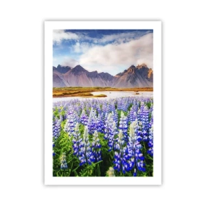 Affiche - Poster - Un champ de lupins avec des montagnes en arrière-plan - 50x70cm - La force et l'austérité côtoient la douceur - Décoration murale moderne pour le salon et la chambre ARTTOR