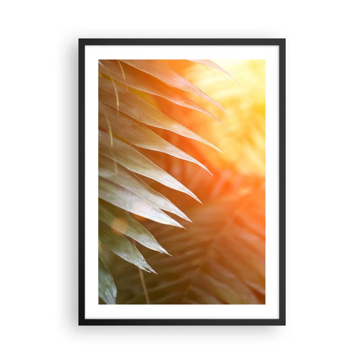 Affiche dans un cadre noir - Poster - Feuilles de palmier à la lumière du soleil couchant - 50x70cm - Matinée dans la jungle - Décoration murale moderne pour le salon et la chambre ARTTOR