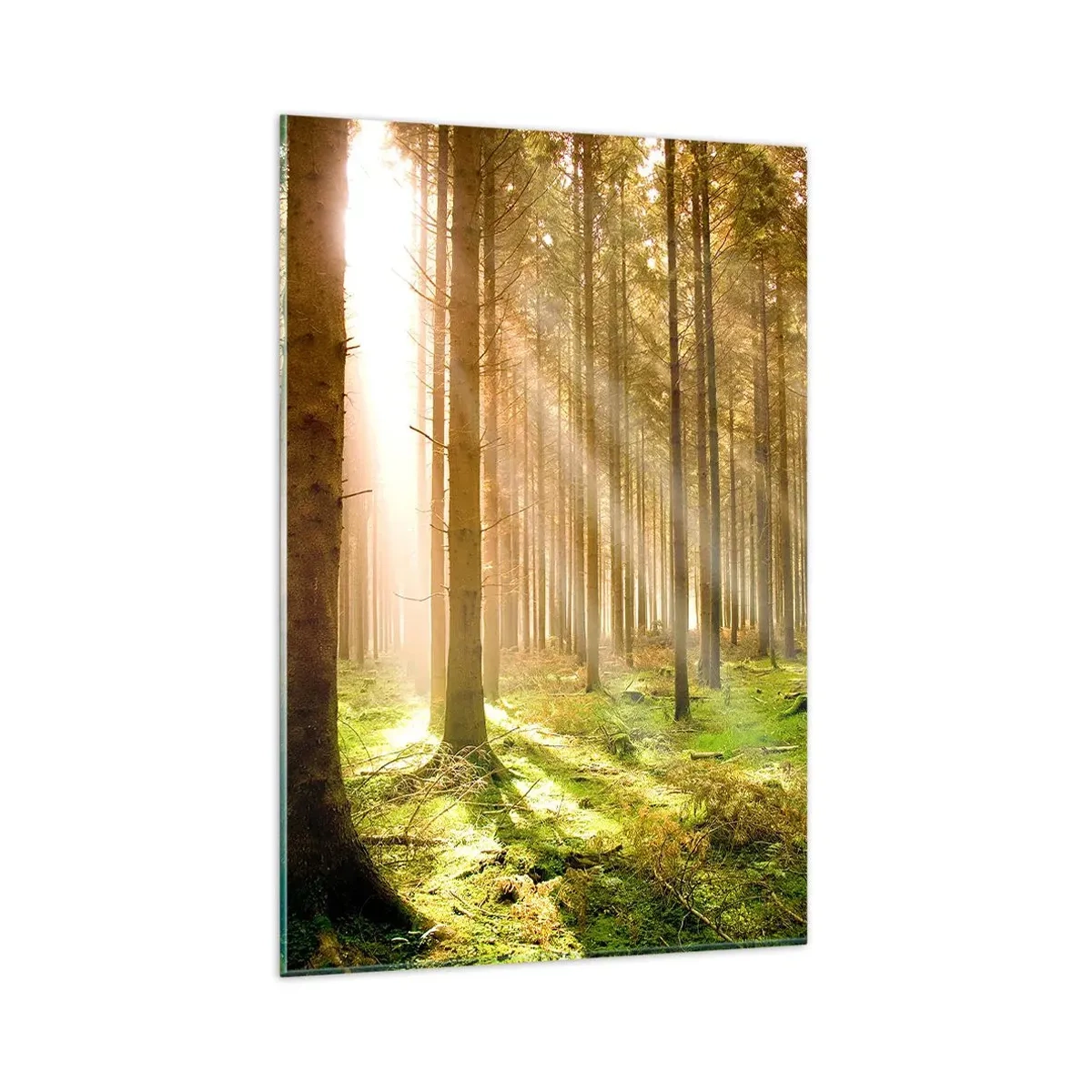Impression sur verre - Image sur verre - Forêt de conifères avec les rayons du soleil qui brillent à travers les arbres - 80x120cm - Les elfes vont bientôt apparaître - Décoration murale moderne pour le salon et la chambre ARTTOR