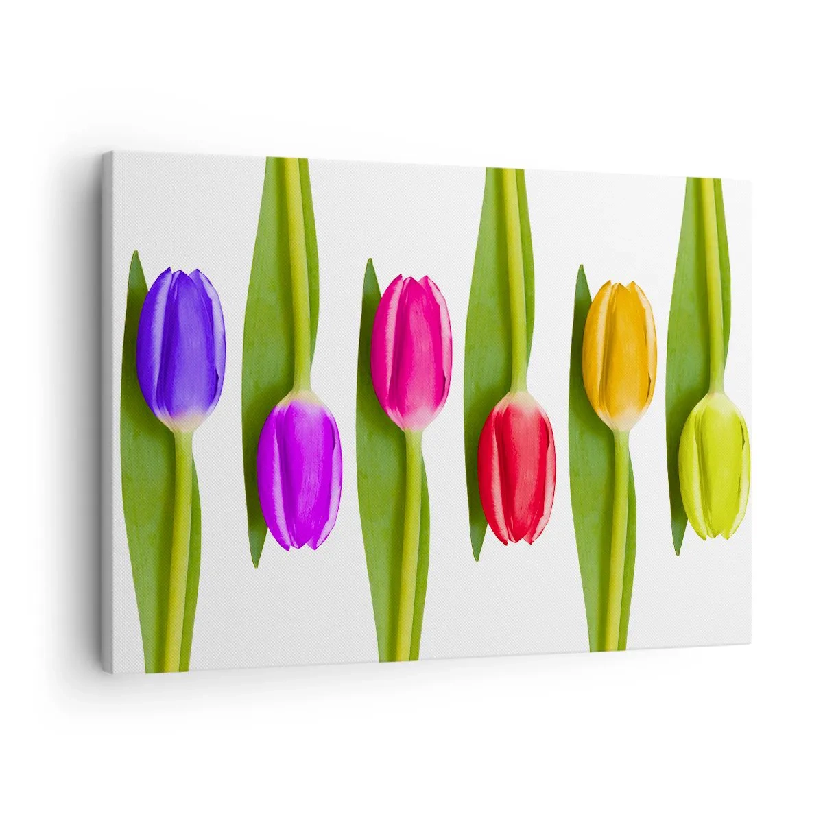 Impression sur toile - Image sur toile - Tulipes multicolores disposées en rangée sur fond blanc - 70x50cm - Composition arc-en-ciel - Décoration murale moderne pour le salon et la chambre ARTTOR