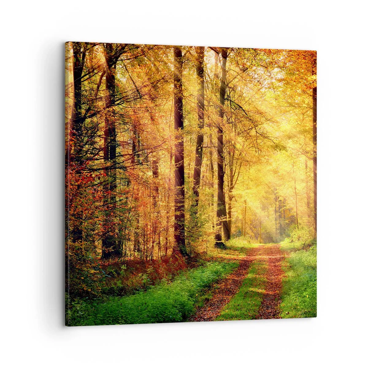 Impression sur toile - Image sur toile - Silence d'or en forêt - 50x50 cm