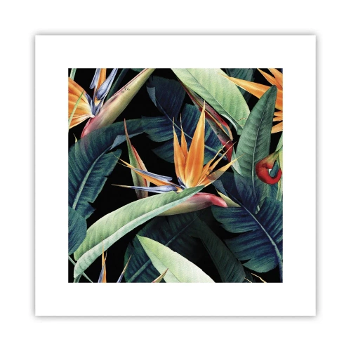 Affiche - Poster - Fleurs flamboyantes des tropiques - 30x30 cm
