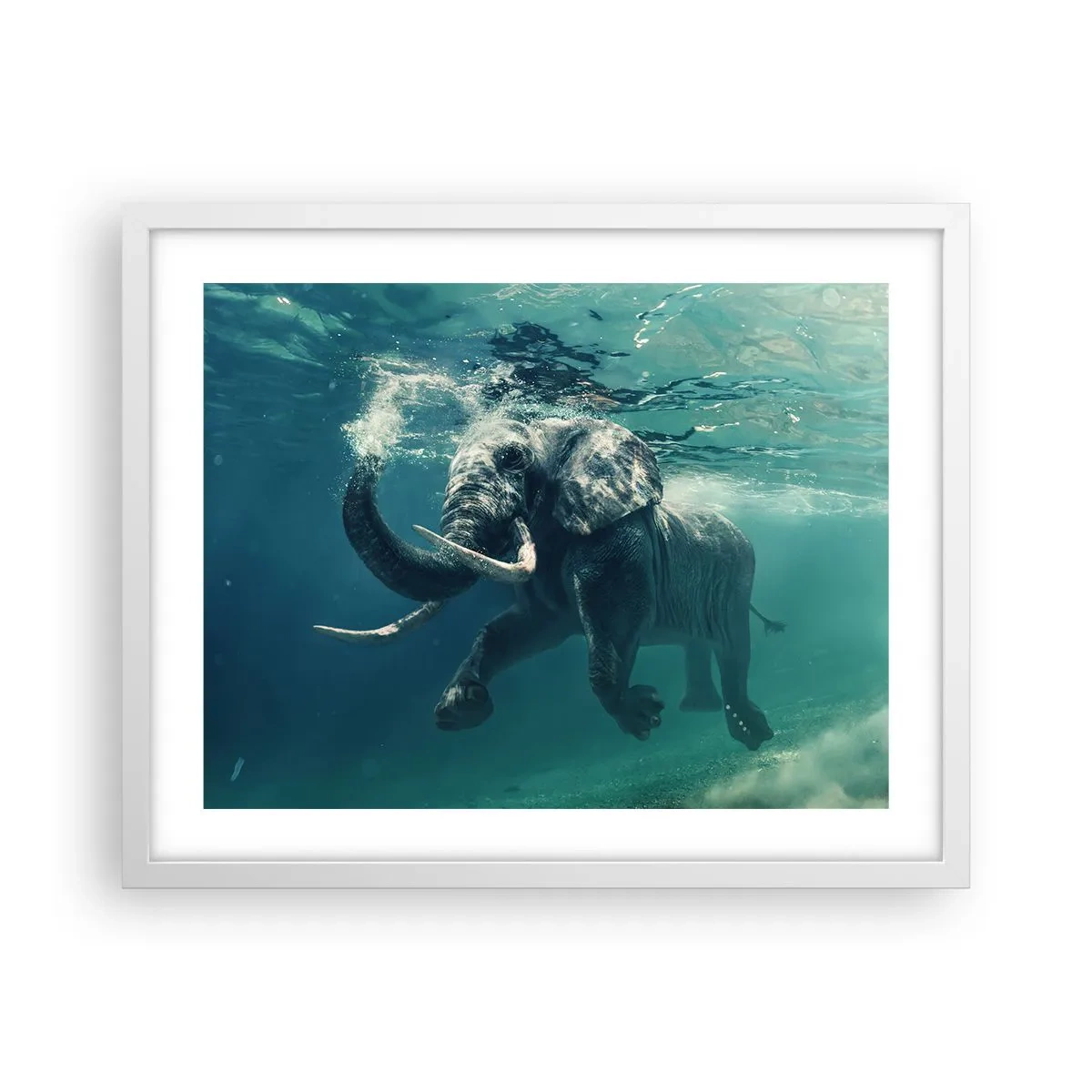 Affiche dans un cadre blanc - Poster - Tout le monde aime nager - 50x40 cm