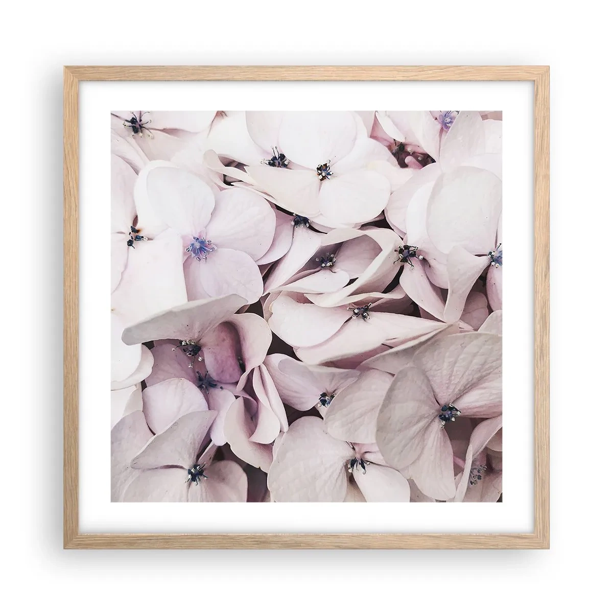Affiche dans un chêne clair - Poster - Dans un flot de fleurs - 50x50 cm