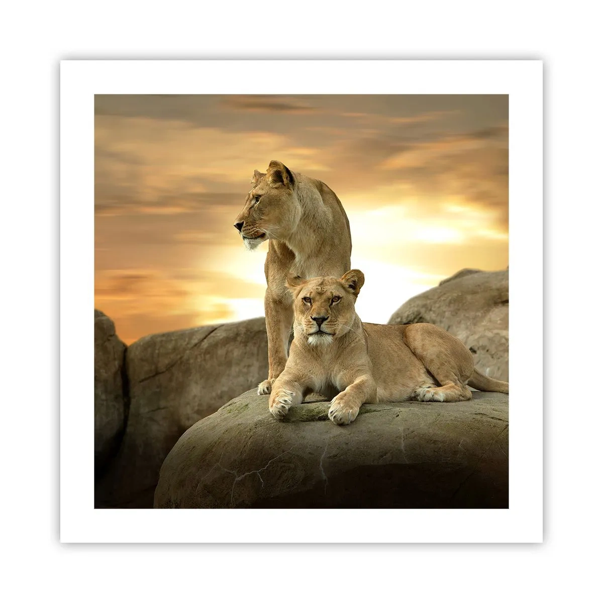 Affiche - Poster - Majesté royale - 50x50 cm