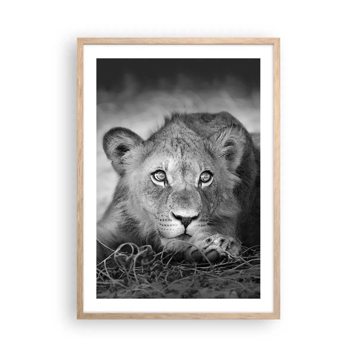 Affiche dans un chêne clair - Poster - Chiot royal - 50x70 cm