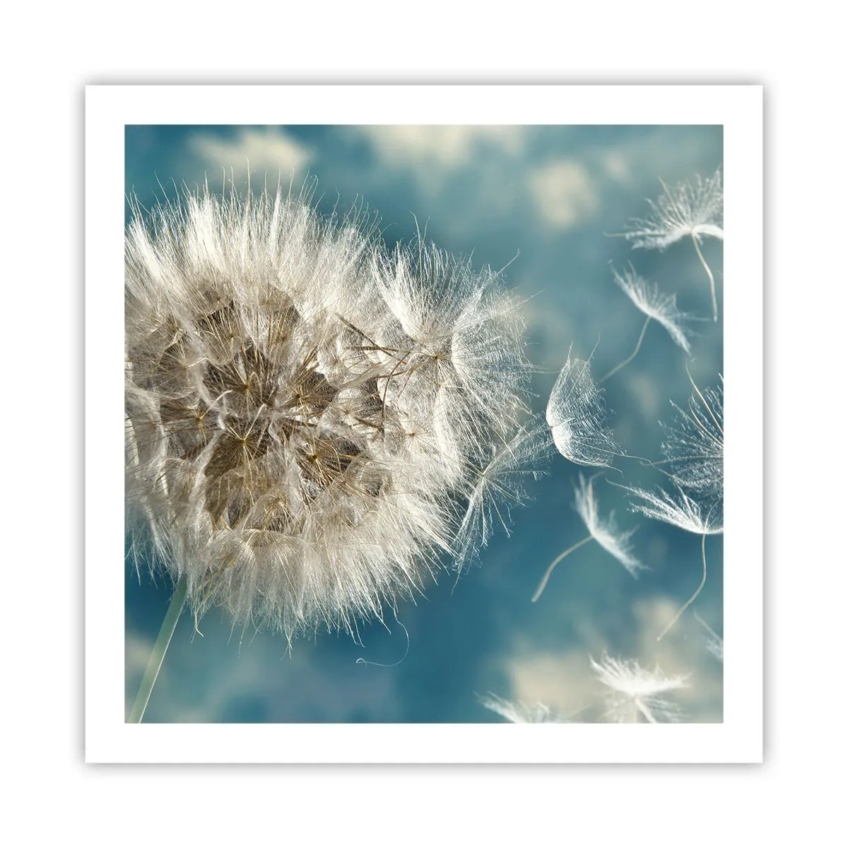 Affiche - Poster - souffle d'ange - 60x60 cm