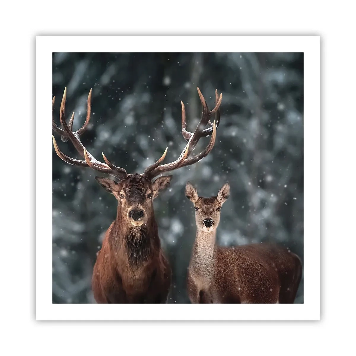 Affiche - Poster - Le roi de la forêt avec sa femme - 60x60 cm