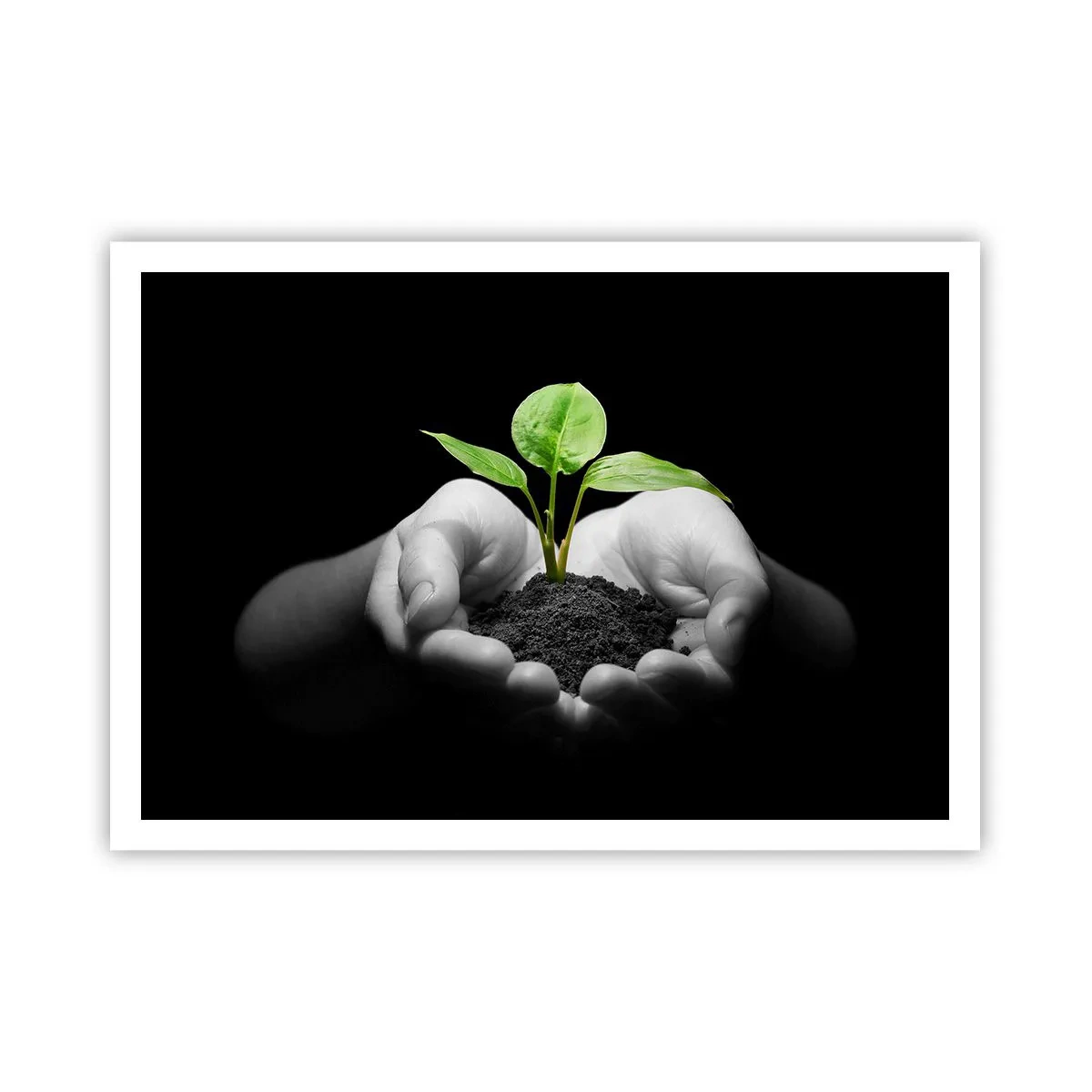 Affiche - Poster - Mains tenant une plante verte sur fond noir - 100x70cm - J'aime la nature, je la protège - Décoration murale moderne pour le salon et la chambre ARTTOR