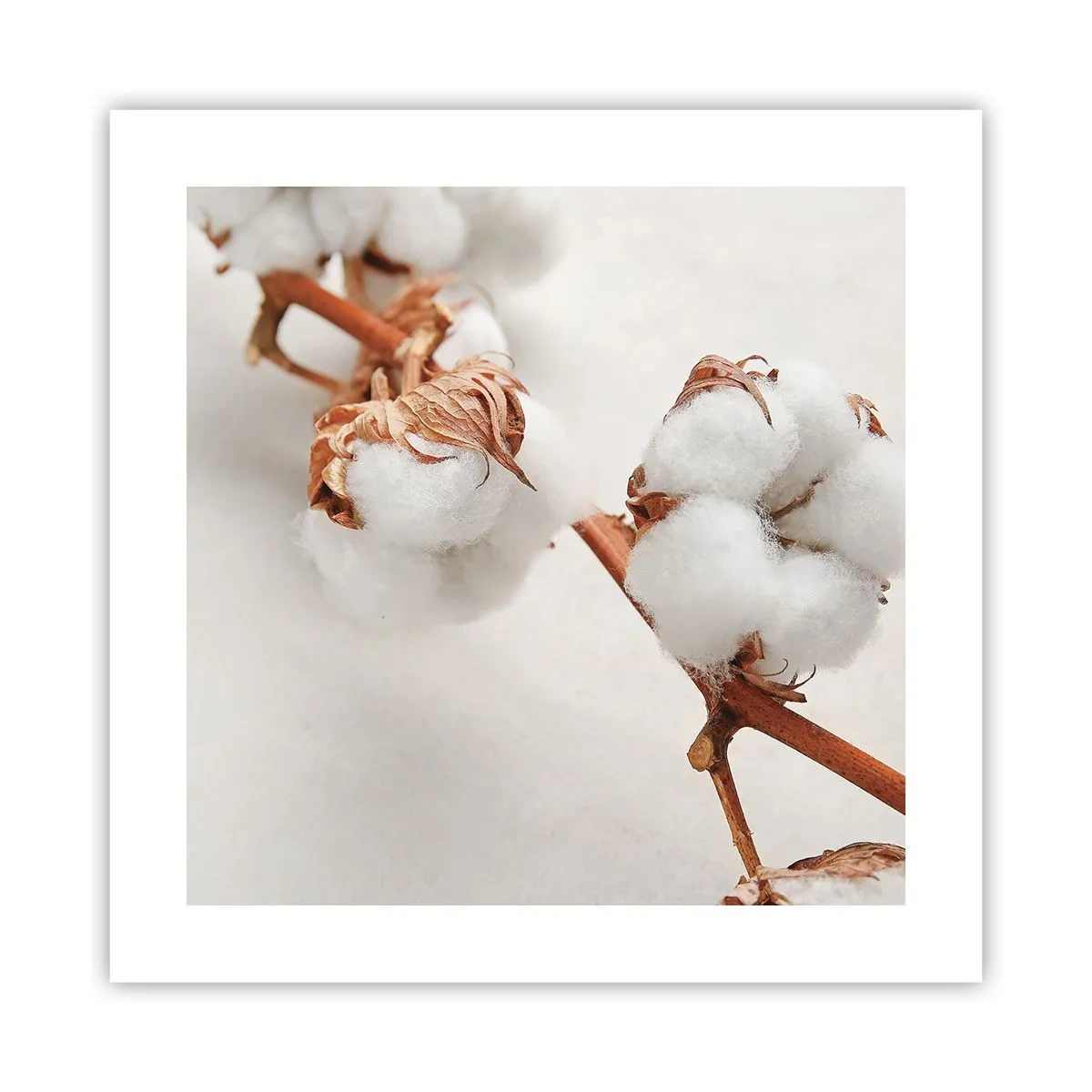 Affiche - Poster - Seulement caliner - 40x40 cm