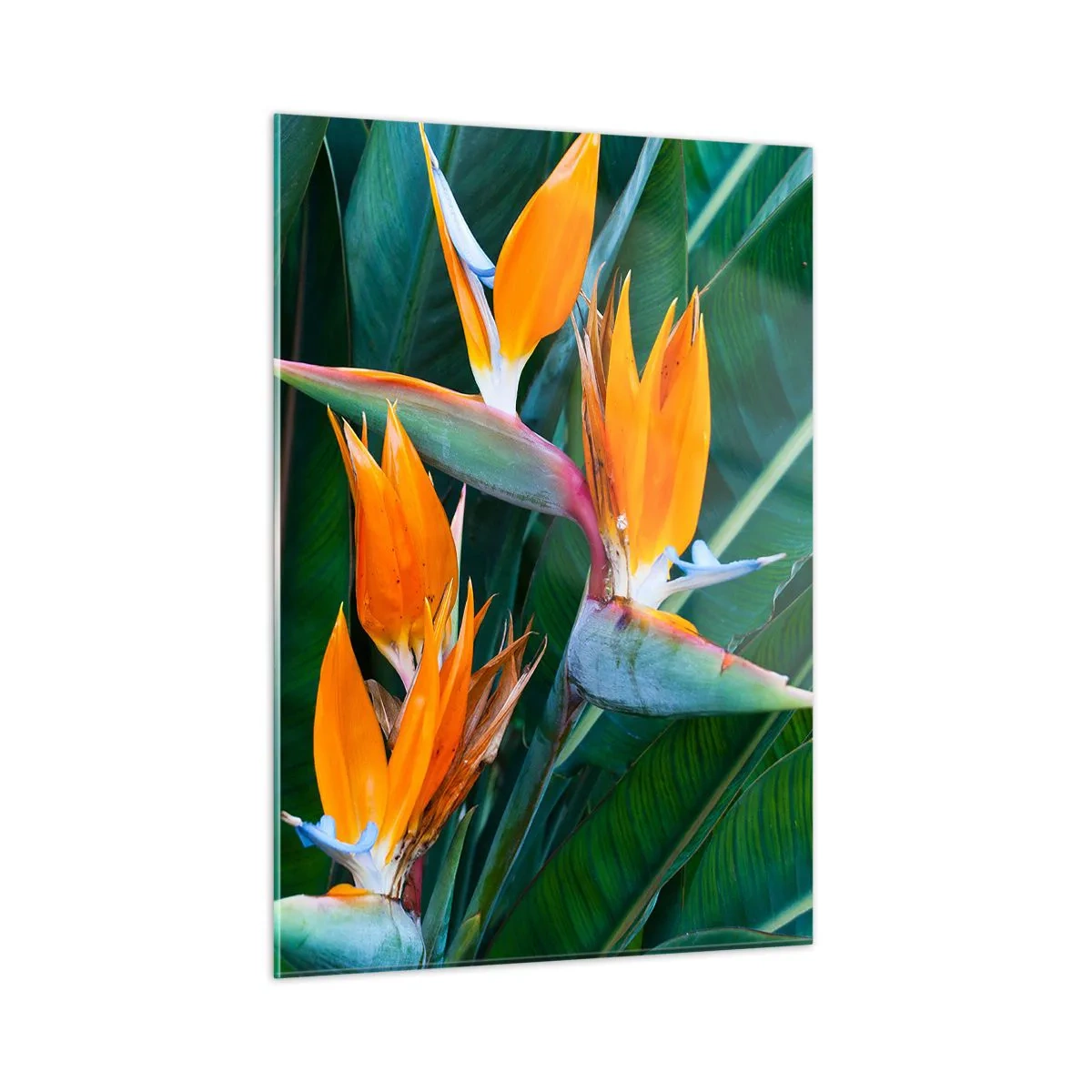 Impression sur verre - Image sur verre - Fleurs de strelitzia exotiques parmi de grandes feuilles vertes - 50x70cm - Est-ce une fleur, est-ce un oiseaux? - Décoration murale moderne pour le salon et la chambre ARTTOR