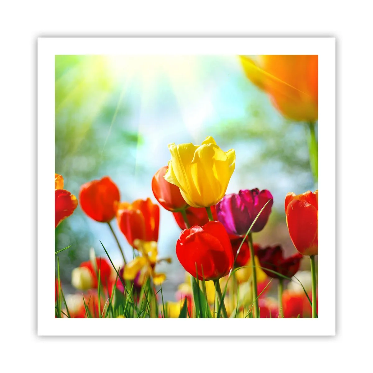 Affiche - Poster - Toutes les couleurs du soleil - 60x60 cm