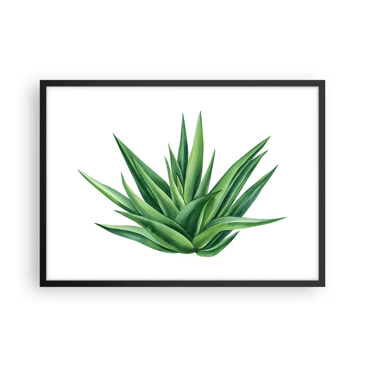 Affiche dans un cadre noir - Poster - Une plante verte juteuse sur fond blanc - 70x50cm - Vert – force – vie - Décoration murale moderne pour le salon et la chambre ARTTOR