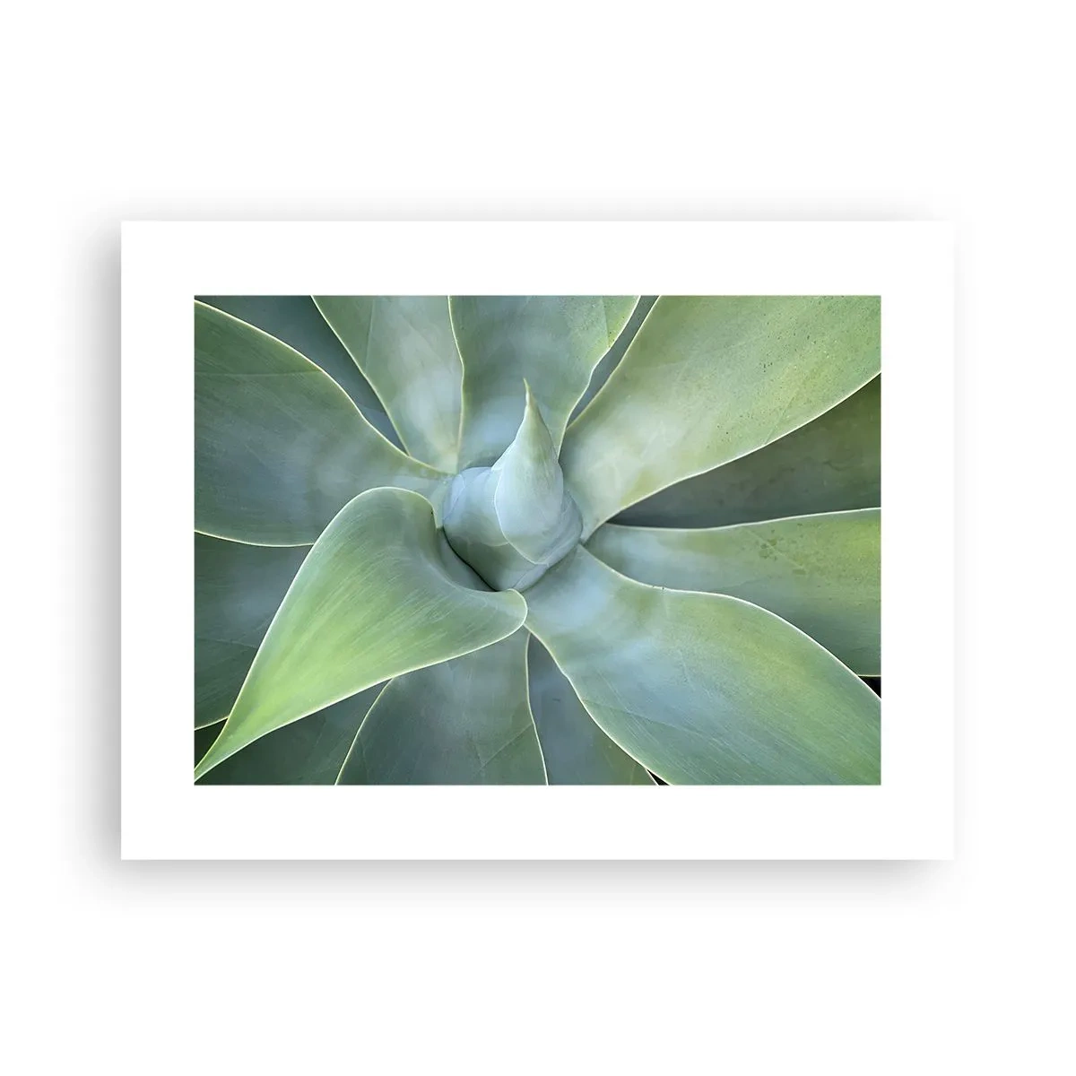 Affiche - Poster - La naissance de la verdure - 40x30 cm