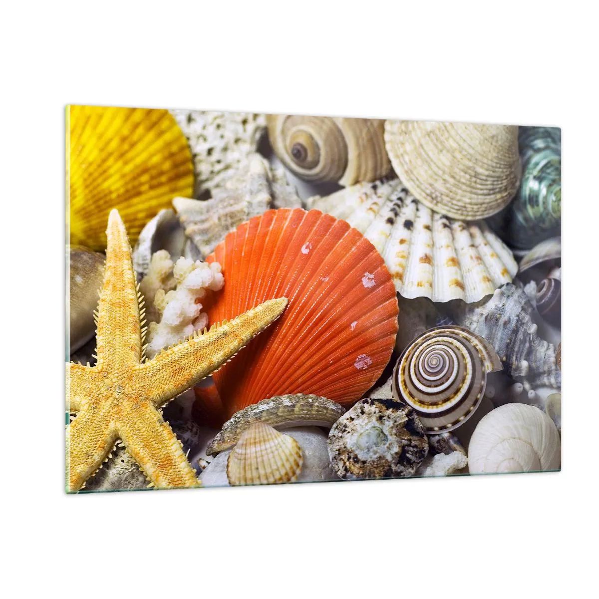 Impression sur verre - Image sur verre - Coquillages colorés et étoiles de mer dans une composition marine - 120x80cm - Trésors de l'océan - Décoration murale moderne pour le salon et la chambre ARTTOR