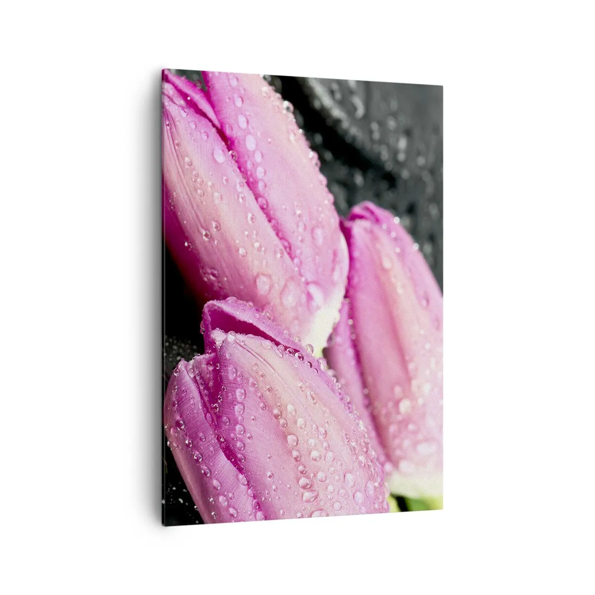 Impression sur toile - Image sur toile - Trois tulipes roses avec des gouttes d'eau sur fond noir - 70x100cm - Lilas trois sur une pierre noire - Décoration murale moderne pour le salon et la chambre ARTTOR